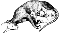 cornish-rex kittens