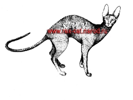 КОРНИШ-РЕКС - рисунок кота из питомника Moonspell
