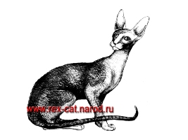 КОРНИШ-РЕКС - рисунок кота из питомника ТИДЖИ