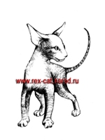 КОРНИШ-РЕКС - рисунок котенка из питомника САФИШИ*BY