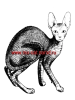 КОРНИШ-РЕКС - рисунок котенка из питомника Jollyrex
