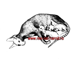КОРНИШ-РЕКС - рисунок кошки с котятами из питомника САФИШИ*BY